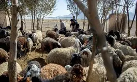 صادرات را بهانه کردند تا قیمت گوشت را بالا ببرند