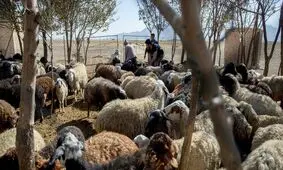 صادرات را بهانه کردند تا قیمت گوشت را بالا ببرند