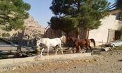 حمله اسرائیل به ۲ اصطبل پرورش اسب در کرمانشاه/ ۵۰ راس اسب تلف شد


