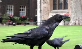 میدانستید کلاغ‌ ها و زاغ‌ ها از باهوش ترین پرندگان جهان هستند؟/ ویدئو