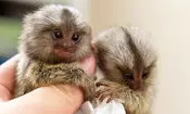 میمون انگشتی؛ کوچک ترین میمون روی زمین/ ویدئو