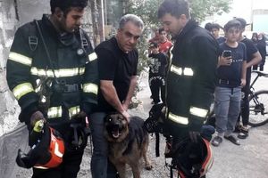 نجات سگ نگهبان گرفتار در آتش توسط آتش نشانان ایلامی

