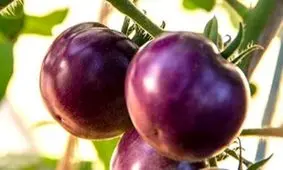 گوجه‌فرنگی بنفش اصلاح‌ ژنتیکی شده که سالم‌تر از گوجه‌فرنگی قرمز است