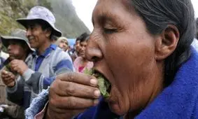  روز جویدن برگ کوکا در بولیوی/ ویدئو