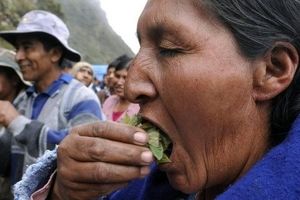  روز جویدن برگ کوکا در بولیوی/ ویدئو