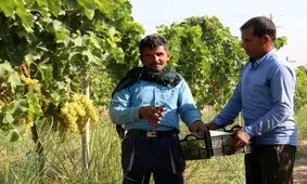 پیش‌بینی برداشت ۲۵ تُن انگور از تاکستان هفت‌تپه

