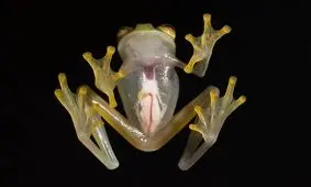 جانوری شگفت‌انگیز با خونِ بی‌رنگ!