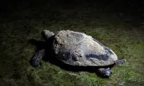 لاک‌پشت‌ها موجوداتی آرام اما در معرض خطر انقراض 