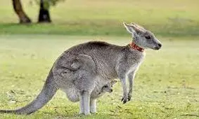 فیلمبرداری حرفه ایی از حیات وحش به مناسبت کریسمس/ ویدئو