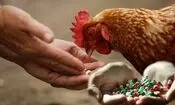 بقایای آنتی‌بیوتیک در گوشت؛ زنگ خطری برای سلامت عمومی