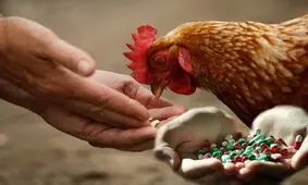 بقایای آنتی‌بیوتیک در گوشت؛ زنگ خطری برای سلامت عمومی