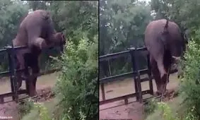 تلاش فیل برای عبور از حصار آهنی/ ویدئو