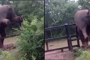 تلاش فیل برای عبور از حصار آهنی/ ویدئو