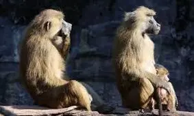 باغ‌وحش ظرفیت نداشت؛ میمون‌ها را کشت