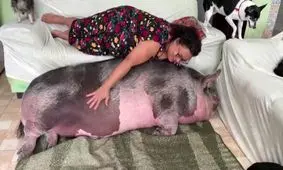 خوک خانگی غول پیکر شد/ ویدئو