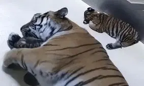 تولد دو توله ببر سیبری کمیاب/ ویدئو