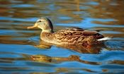 سندرم «اردک شناور» چیست و چه پیامدهای اجتماعی دارد؟