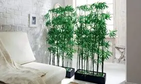 چگونه بامبو را قلمه بزنیم؟