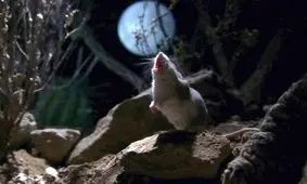 جونده مرگباری که همانند گرگ زوزه می کشد و همچون ببر حمله می کند!/ ویدئو
