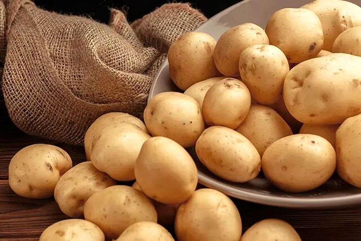  قیمت سیب زمینی به یک سال قبل بر نمی‌گردد 