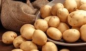 قیمت سیب زمینی به یک سال قبل بر نمی‌گردد