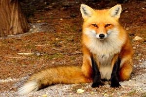 پناه بردن روباه به منزل یک خانواده/ ویدئو