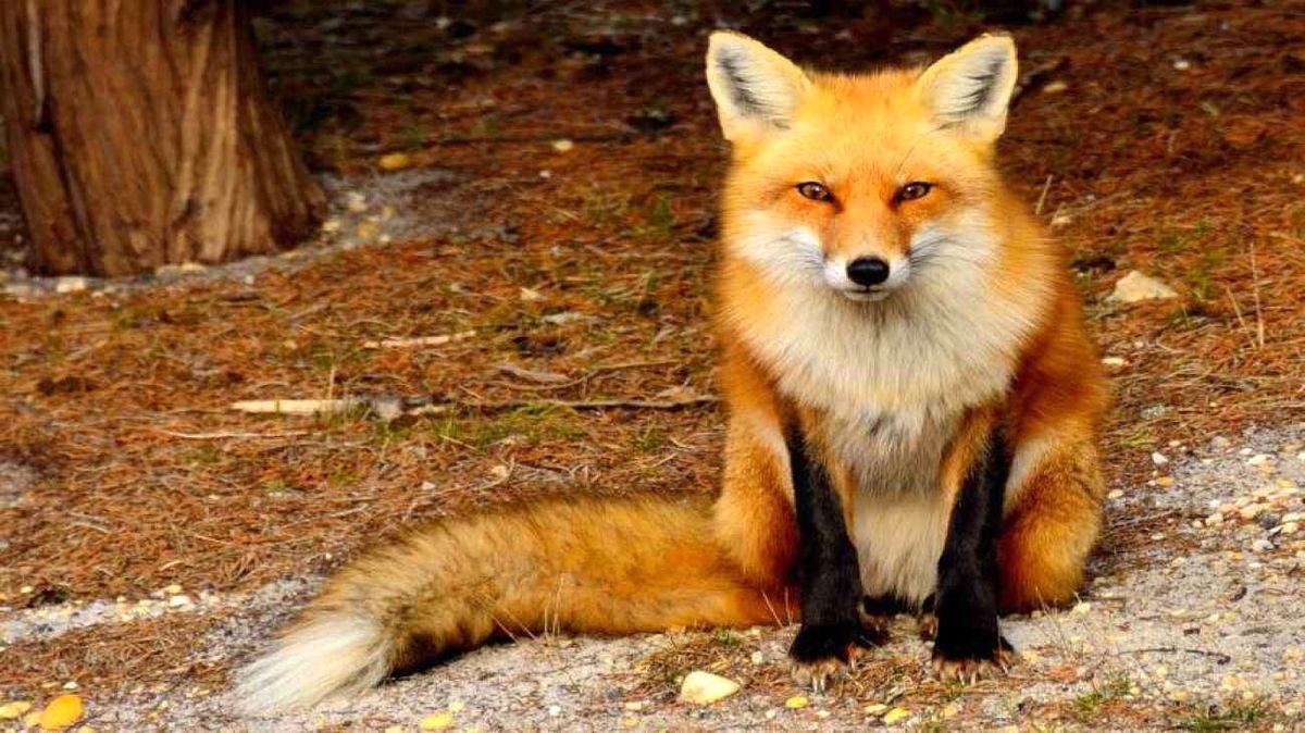 پناه بردن روباه به منزل یک خانواده/ ویدئو