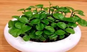 سبز کردن دانه مرکبات جایگزین گندم و عدس در عید