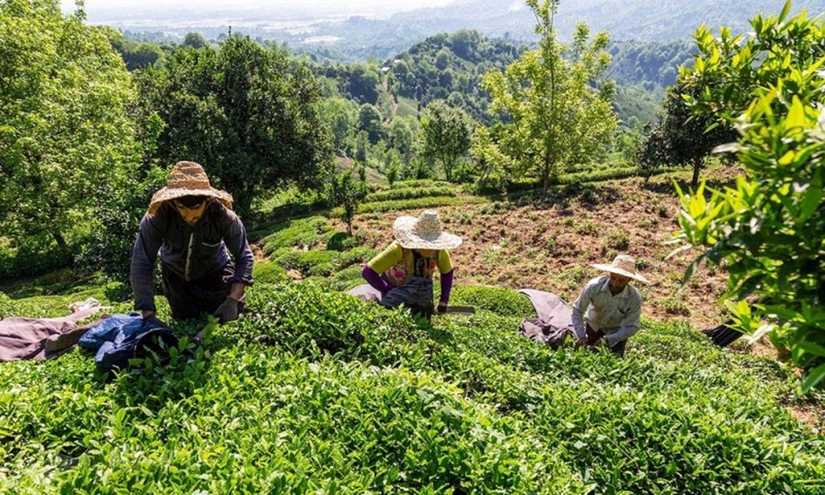 اینکه در برابر طلب مان از سریلانکا، چای بگیریم یک روش ابتکاری است