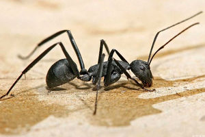 غول‌پیکرترین مورچه‌ای که روی زمین دیده شد