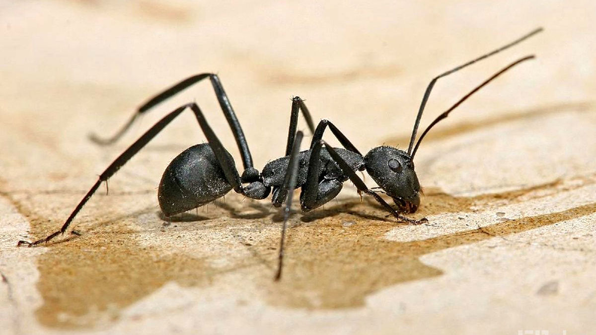 غول‌پیکرترین مورچه‌ای که روی زمین دیده شد
