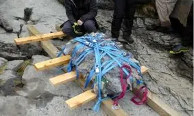 دایناسور ۱۶۶ میلیون ساله از دل صخره‌های ساحلی بیرون آمد