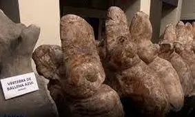 کشف فسیل سنگین‌ترین حیوان تاریخ/ ویدئو