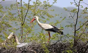 اقدام باورنکردنی یک لک‌لک/ ابراز عشق لک لک به همسر و فرزندان با پتو در سرما/ ویدئو