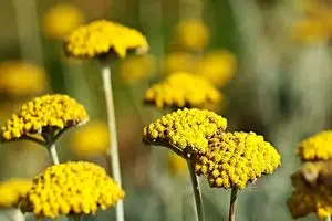 خواص بومادران برای سلامتی و لاغری