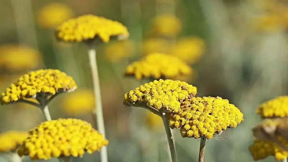 خواص بومادران برای سلامتی و لاغری