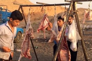 گردن از مو باریک‌تر سرمایه‌گذار/ تیغ برنده دامپزشکی فقط برای کشتارگاه اهواز و آزادی ذبح غیرمجاز در خوزستان