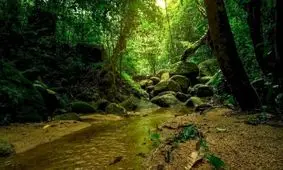 پلنگ سیاه در این تصویر را پیدا کنید/ تست هوش