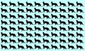 بازی فکری: آیا می‌ توانید گربه متفاوت را در 5 ثانیه پیدا کنید؟