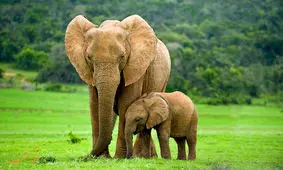 شادی جالب فیل ها بعد از دیدن مربی خود/ ویدئو