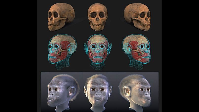بازسازی رایانه‌ای تصویر احتمالی کودک از روی فسیل به دست آمده