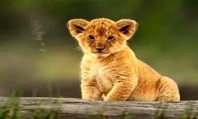 توله شیر کشف شده از یک باغ شخصی کجا نگهداری می‌شود؟