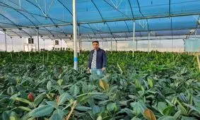 "دارکلا"، روستایی که با همت جوان چمستانی بزرگترین معدن گل های آپارتمانی شهرستان نور شد