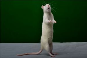 نتایج یک تحقیق: موش ها با آهنگ لیدی گاگا ضرب می گیرند 