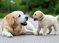 اقدام زشت یک زن با سگ مادر و بچه اش/ ویدئو