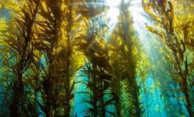 وسعت جنگل های زیر اقیانوس سراسر جهان، دو برابر مساحت هند است