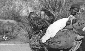 سفر به عصر قاجار؛ از بوقلمون فروشی سیّار تا خرسواری در اردوی سلطنتی!/ تصاویر