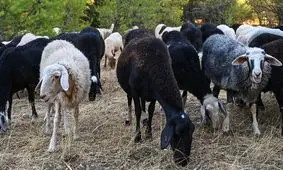  بُزها معدوم شدند، پنیر فتا نایاب می‌شود!