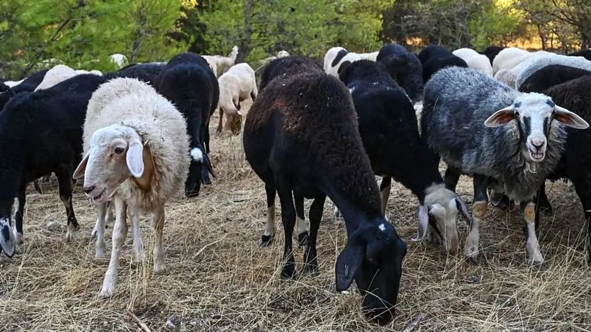  بُزها معدوم شدند، پنیر فتا نایاب می‌شود!