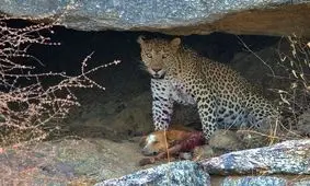  مشاهده یک قلاده پلنگ در یاسوج/ ویدئو